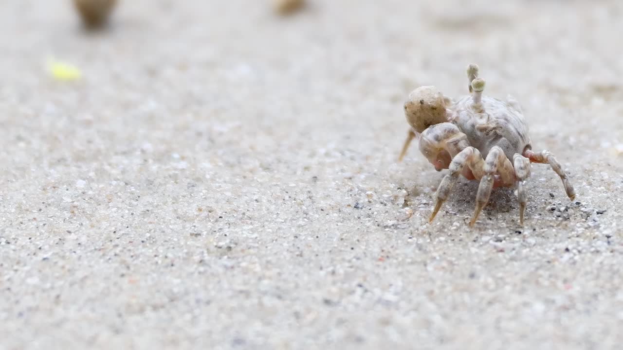 A ghost crab maneuvers through sand, surrounded by small sand balls, showcasing its natural behavior.