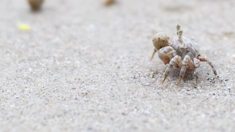 a ghost crab maneuvers through sand, surrounded by small sand balls, showcasing its natural behavior.