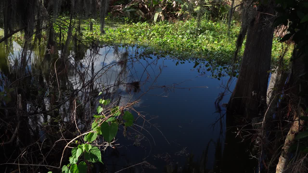 Una masa de agua rodeada de vegetación diversa y abundante. Muchas plantas crecen en la superficie del agua, con un poco de reflejo visible en ella