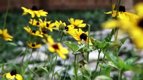 Schöne-Schwarzäugige-Susan-wildblumen,-Die-Mit-Dem-Wind-Im-Garten-In-Ohio-Schwanken---Selektiver-Fokus,-Zeitlupe