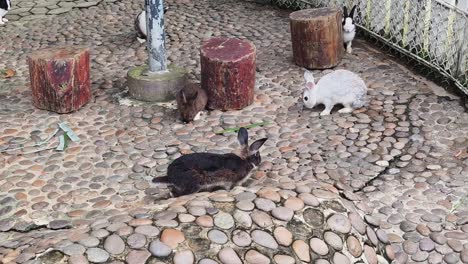 rabbits in a park enclosure