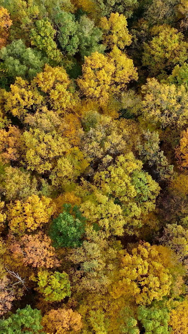 Colorful landscapes of seasonal nature. Aerial view of yellow autumn forest. Vertical video