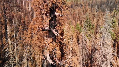 aerial shot of burned giant sequoia after destructive wildfire