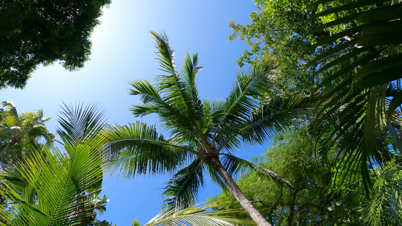 ⁇ 은 파란 하늘 을 배경 으로 열대적 인 녹지 가운데 웅장 한 종려나무 들
