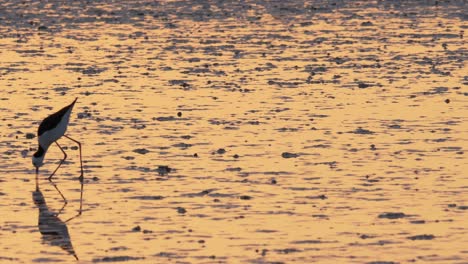 Pied-Stilt-Looking-for-Food-at-Wetland-During-Sunset,-Medium