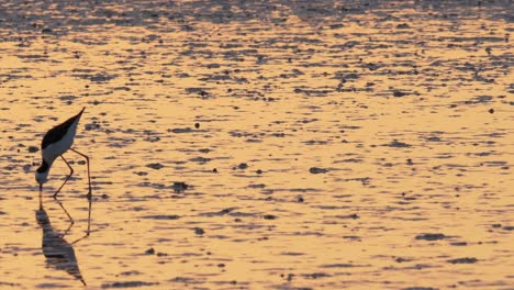 zancos de varios colores en busca de comida en el humedal durante la puesta de sol, medio