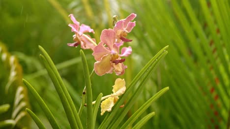 purple rose white yellow moth orchid in between palm trees, heavy rain falling in background, closeup