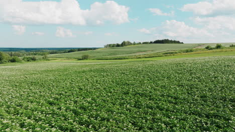 low perspective shot of vibrant green crop rows in maine countryside