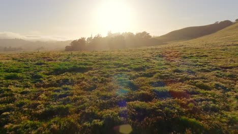 mosca aérea baja sobre pastos y prados a la luz del atardecer