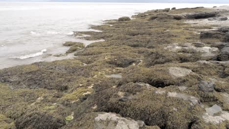 Aerial-low-angle-view-above-rough-rocky-seaweed-coast-rock-pool-landscape-pull-back