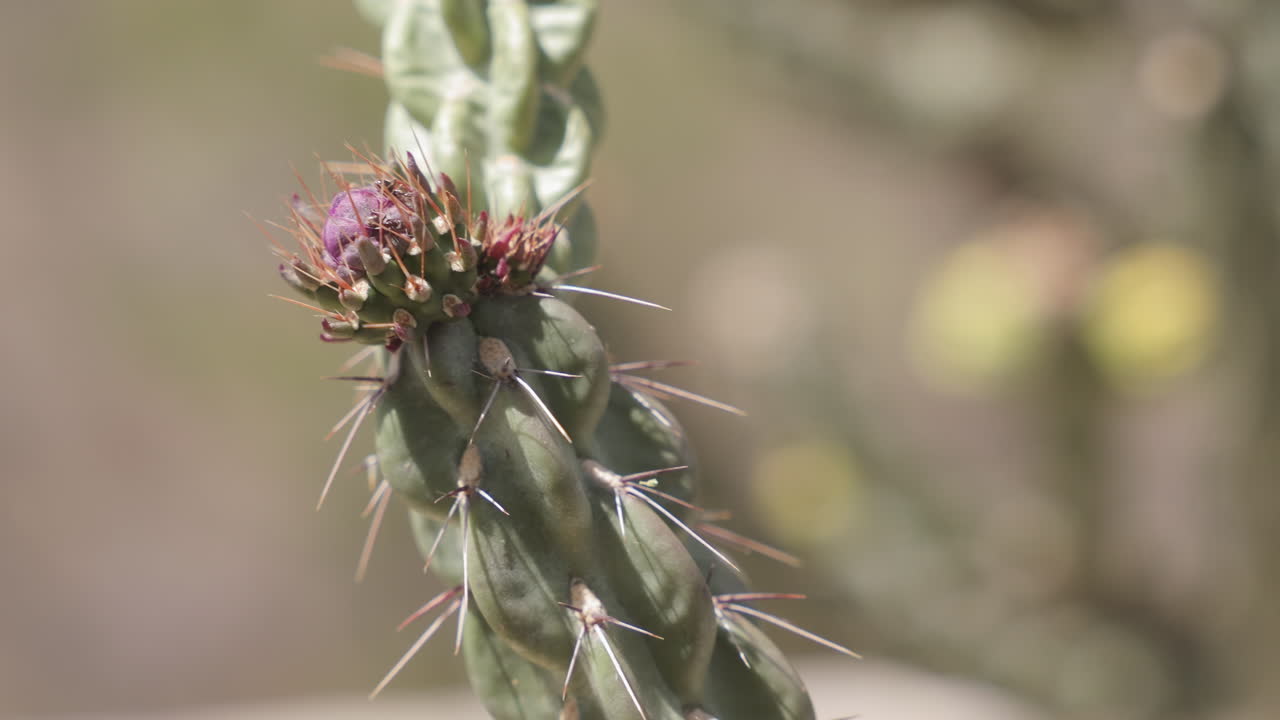 Closeup of Graham's Pricklypear Cactus flower and ants crawling in West Texas - Grusonia grahamii