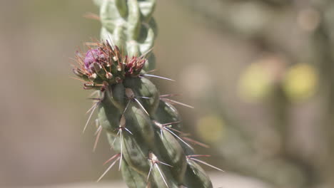 closeup of graham's pricklypear cactus flower and ants crawling in west texas - grusonia grahamii