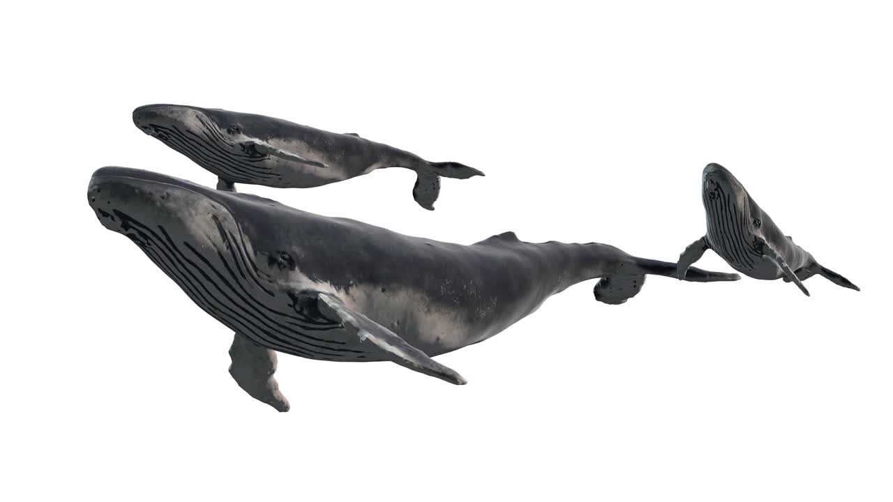 하 배경에 고립 된 수영 파란 고래 그룹 - 현실적인 3d 디지털 애니메이션.