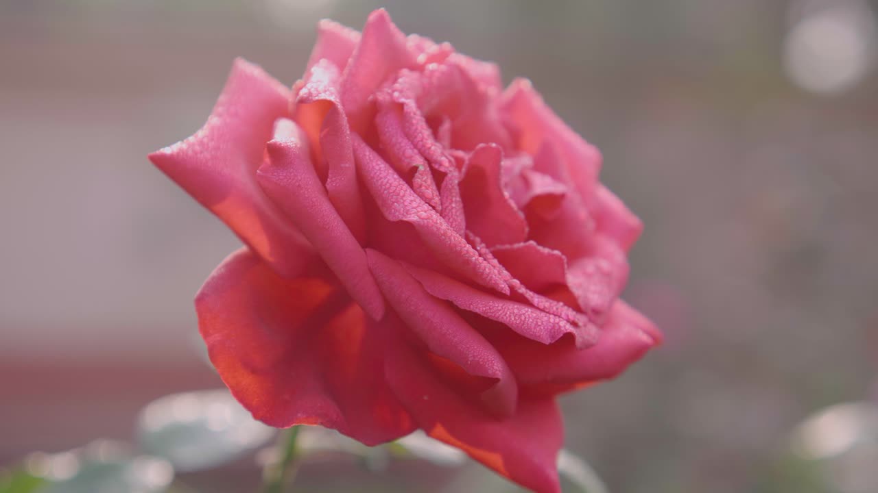 Rosas de varios colores han florecido en el jardín
