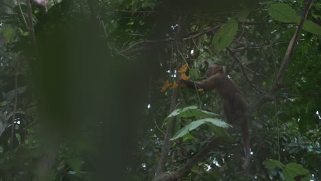 Niedlicher-Kapuzineraffe,-Der-Pflanzen-Von-Einem-Ast-Im-Dschungel-Des-Tayrona-Parks,-Kolumbien,-Schneidet