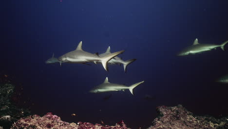 tiburón gris en el arrecife de coral