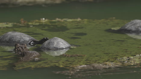 alligator among turtles inside water