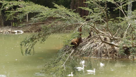 Affe-Springt-In-Den-Amazonas-Bäumen-Amazonas-Ecuador