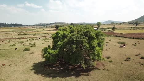 Drohne-Fliegt-über-Einen-Riesigen-Baum-Im-Ländlichen-Äthiopien