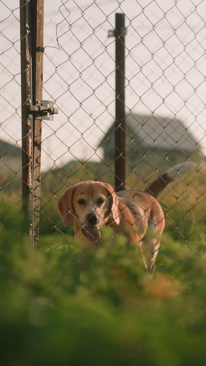 체인 링크 울타리 뒤에 앉아 리를 흔들고, 흐릿한 초록색과 나무 건물을 배경으로 한 은 야외 설정, 개는 호기심과 활발하게 나타납니다.