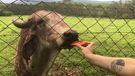 brazo femenino alimentando papaya al ganado