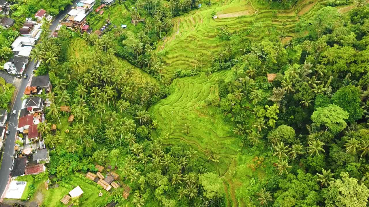 hermosas imágenes cinematográficas de ubud, bali drone con exótica terraza de arroz, pequeñas granjas y plantaciones agroforestales nubladas
