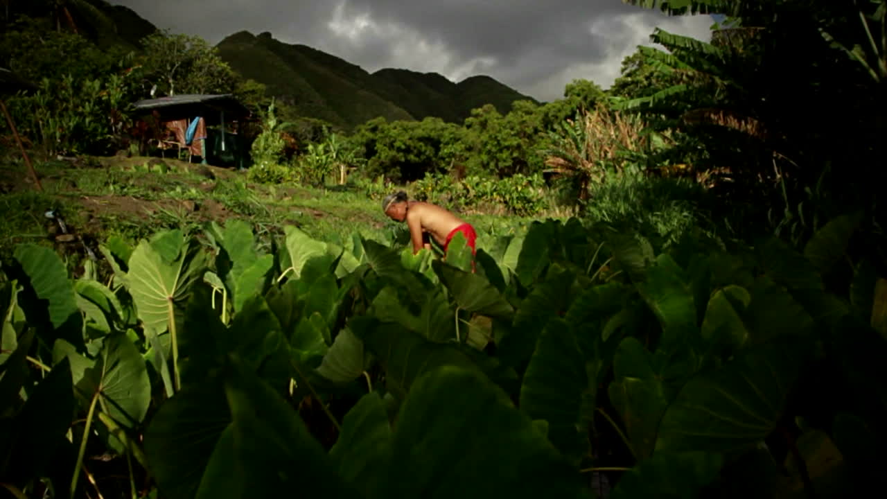 들판 위로 떠오르는 샷은 일하는 하와이 원주민을 보여줍니다.