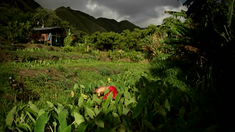 un tiro ascendente sobre los campos muestra a un hombre hawaiano nativo en el trabajo