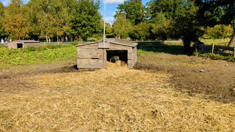 4k-60fps-Ferkel-In-Einem-Schweinestall-Im-Freien,-Schweinestall-Mit-Kleinen-Schweinen-–-Handaufnahme