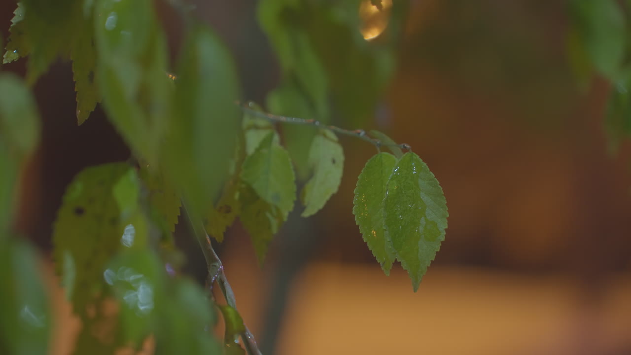 바람에 부드럽게 흔들리는 습한 초록색 잎, 황금색 보케 빛과 멀리서 움직이는 자동차를 특징으로하는 흐릿한 배경으로 강조