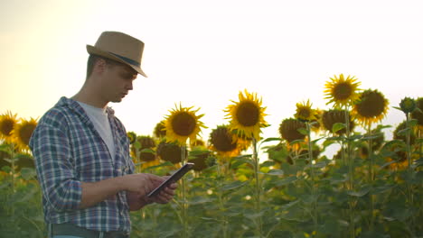 Un-Joven-Camina-Por-Un-Campo-Con-Grandes-Girasoles-Y-Escribe-Información-Al-Respecto-En-Su-Tableta-Electrónica.