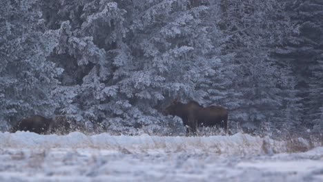 Two-moose-walking-in-a-snowed-forest-of-Canada-in-slow-motion