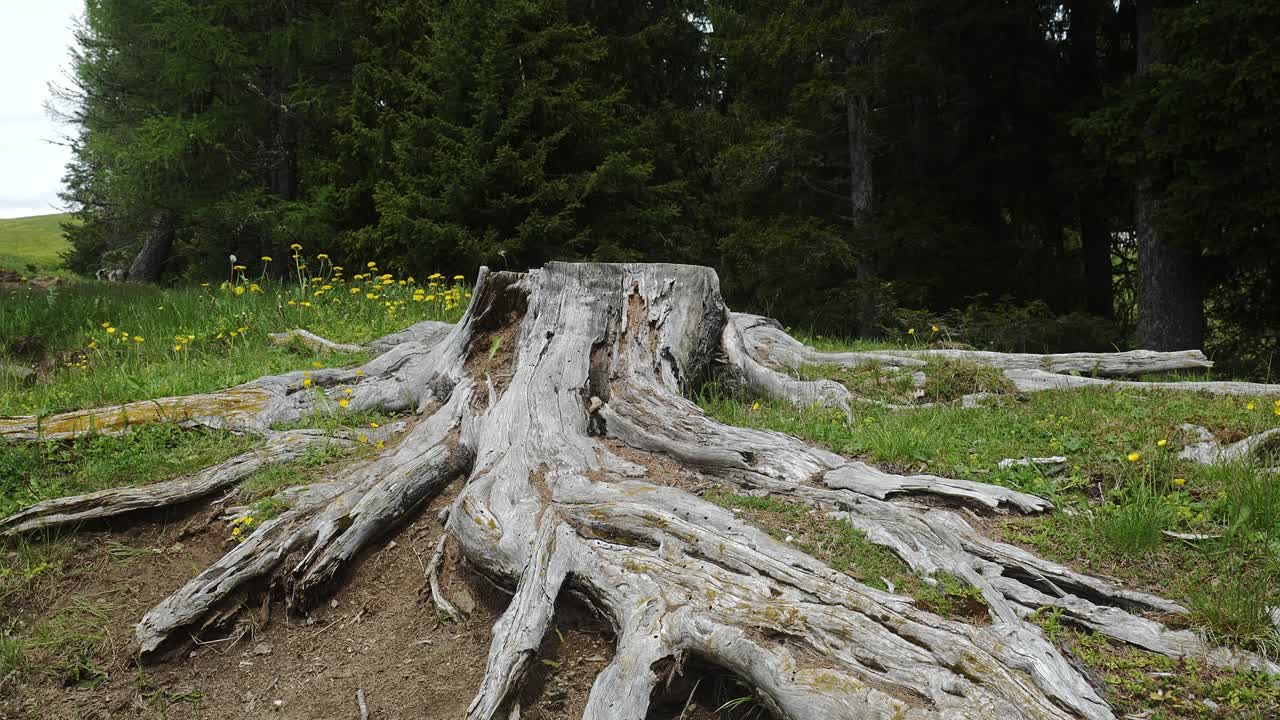 Soil erosion reveals dead arterial roots of sawn woodland tree stump