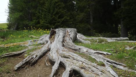 soil erosion reveals dead arterial roots of sawn woodland tree stump