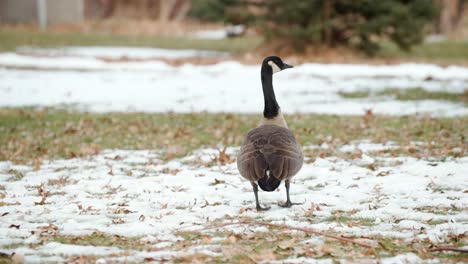 Alone-bird,-goose,-watching-for-movement-during-the-fall-with-snow-on-the-ground