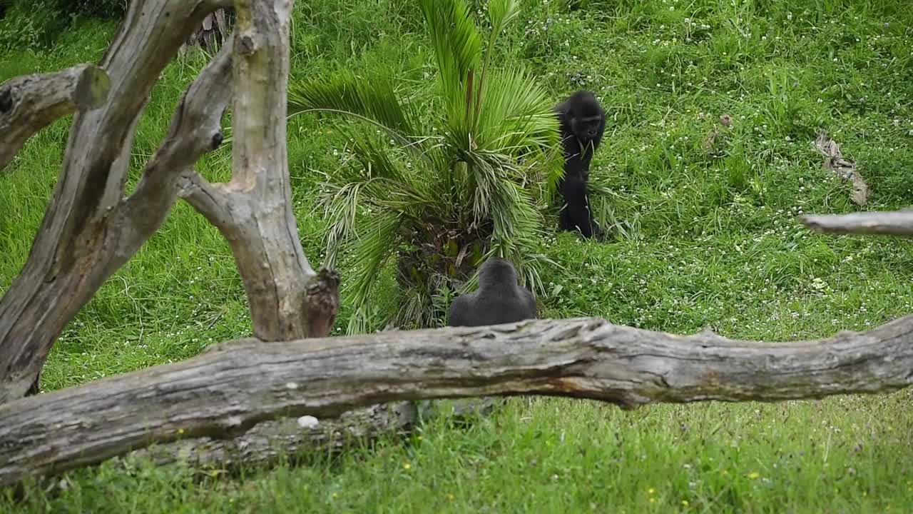여름날 사바나 의 초원 에서 상호 작용 하는 고릴라 들