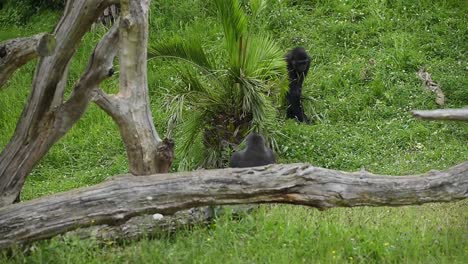 gorillas interagieren an einem sommertag auf einer wiese in der savanne