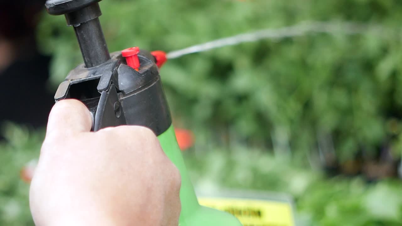 Spraying Plants with Handheld Garden Sprayer