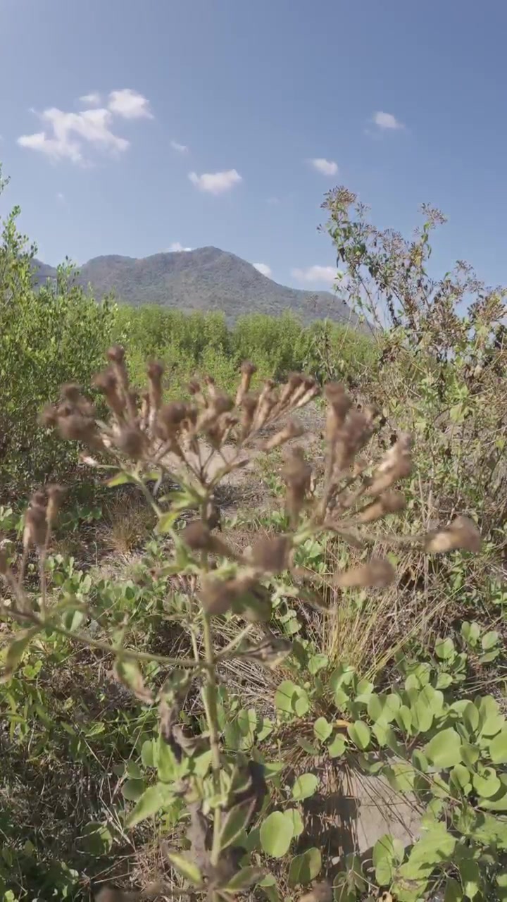 Fiore di campo in un soleggiato paesaggio montano