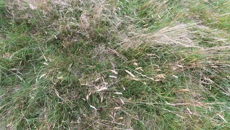 close-up view of perennial coastal grass