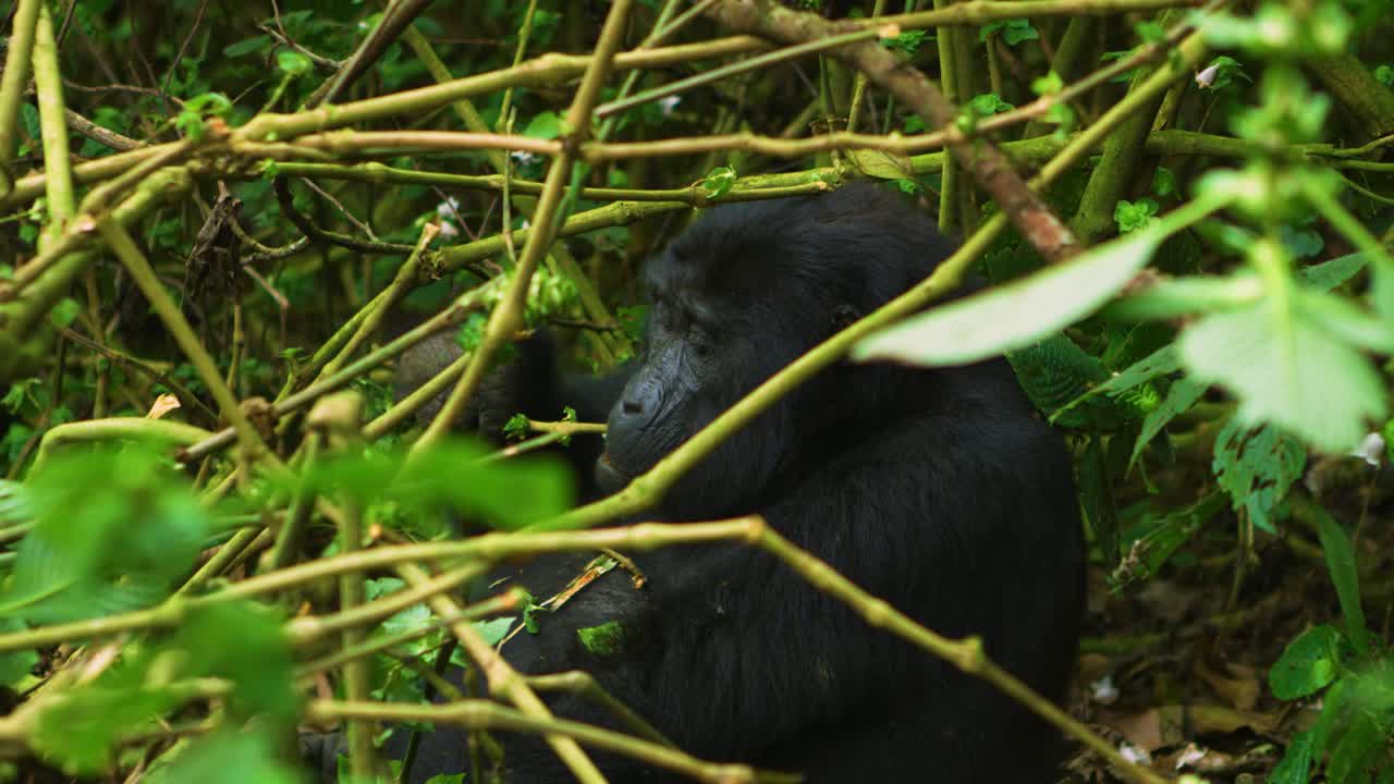 Spiando tra le foglie verdi per vedere un Gorilla adulto selvatico seduto tra gli alberi.