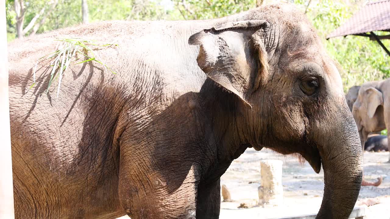 un elefante disfrutando de un día soleado en chonburi