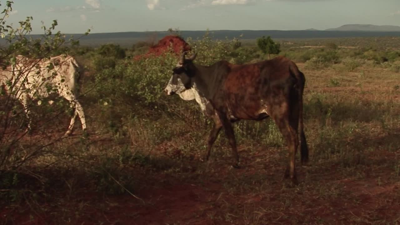 Zebu cattle graze on the red-soil savanna of Ethiopia’s Borana Plateau, with scrub bushes, a termite mound, and distant highlands under soft afternoon light