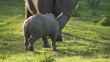 baby white rhino following its mother across the grasslands of a rhino sanctuary