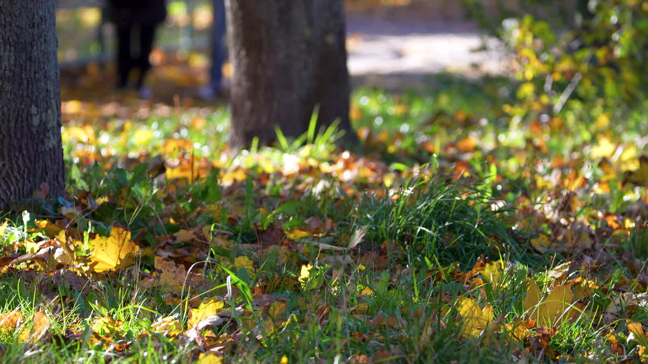 Autumn forest ground with green grass and fallen yellow leaves, soft sunlight and tree trunks in the park
