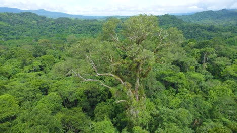 lush greenery in oxapampa, peru, showcasing vast rainforest canopy, aerial view