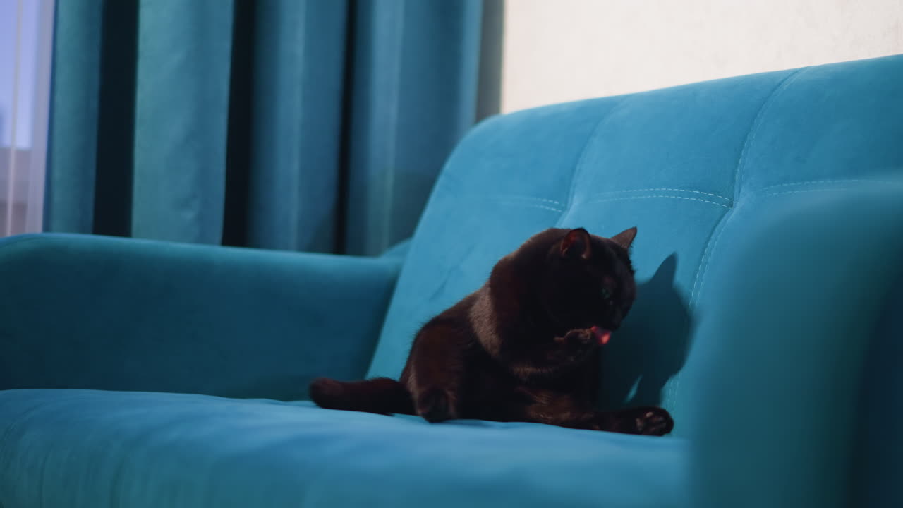Tranquil Feline Tending To Paws, Serene Domestic Cat Attentively Licking Its Paw On Couch, Calm And Content Feline Carefully Grooming Itself While Resting Peacefully On Its Cozy Teal Couch