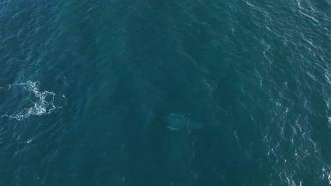 Humpback-Whale-Swimming-In-The-Blue-Pacific-Ocean