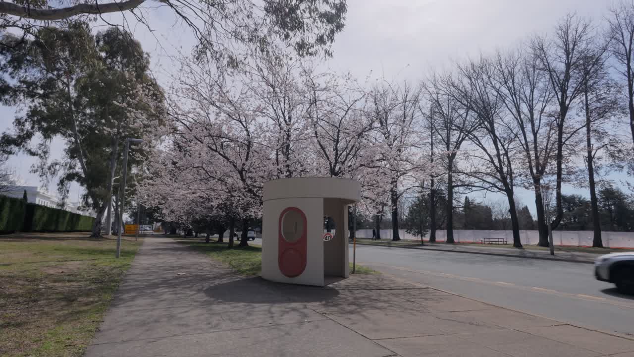 A Canberra bus glides past an iconic suburban bus shelter lined with pink cherry blossom trees in full bloom during spring