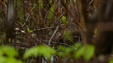 Pequeño-Pájaro-Curruca-Canadá-En-El-Bosque-En-El-Pantano-Del-Bosque